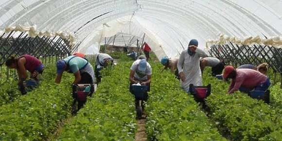 العزلة ديال عاملات الفريز بدات من فاس. مهنيين إسبان اختارو 680 مغربية باش يخدمو ف فيرمات ويلبا