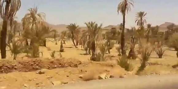 ربورتاج: واحة النيف لي كانت معيشة الناس لمئات السنين مهددة بالانقراض وسكانها كيهاجرو بسباب الجفاف