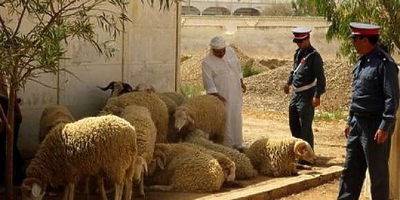 الجدارمية دارو مطاردة هوليودية وحاصرو عصابة ديال الفراقشية كانو مدوخين الكسابة وحجزو ليهم طوموبيل كايشفرو بها البهايم