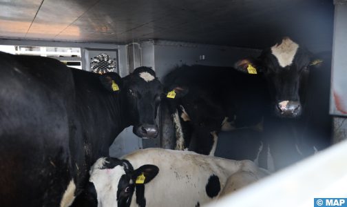 طنجة المتوسط : استيراد العجول الموجهة للذبح يمر في ظروف جيدة