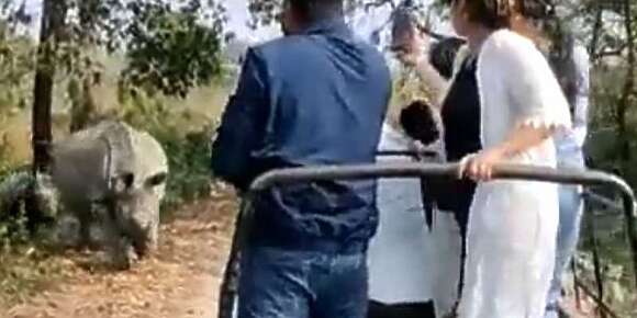كعا وطلع ليه دم.. وحيد القرن ضرب سياح وقلب طوموبيلاتهم فولاية البنغال