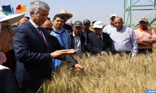 توقعات الموسم الفلاحي 2022-2023: إنتاج متوقع من الحبوب الرئيسية يصل إلى 55.1 مليون قنطار