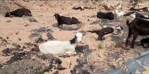 شركة ديال الزفت تسببات فكارثة بيئية وخلفات نفوق كتر من 80 راس ديال الغنم شرق الداخلة.. وها التفاصيل -فيديو