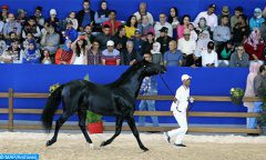 مهرجان سمو الشيخ منصور بن زايد آل نهيان للخيول العربية الأصيلة يوم 7 ماي المقبل بمراكش