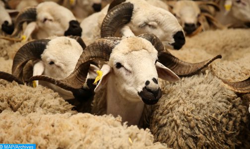 عيد الأضحى.. ترقيم 9ر6 مليون رأس وتسجيل 214 ألف وحدة وضيعة لإعداد الأضاحي إلى حدود 27 يونيو (وزير)