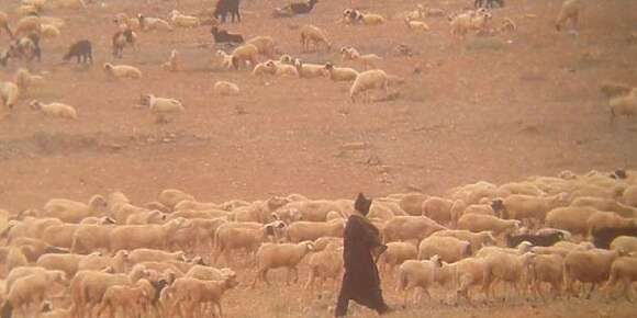 تيزنيت .. الرعاة الرحال رجعو لتفراوت المولود والساكنة كطالب بتدخل السلطات