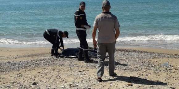 ساحل بئر گندوز لاح جثة لشخص مفقود هادي أيام