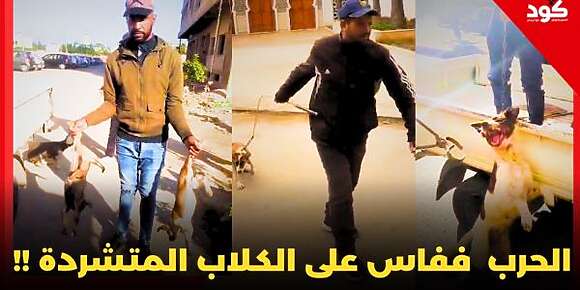 الحرب بدات على الكلاب المتشردة اللي مخوفة ناس فاس: أكثر من 63 كلب تلقات فظرف 8 أيام والعملية مستمرة -فيديو