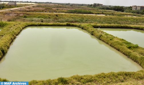 إدراج تقنيات الري التقليدي في قائمة اليونسكو للتراث غير المادي