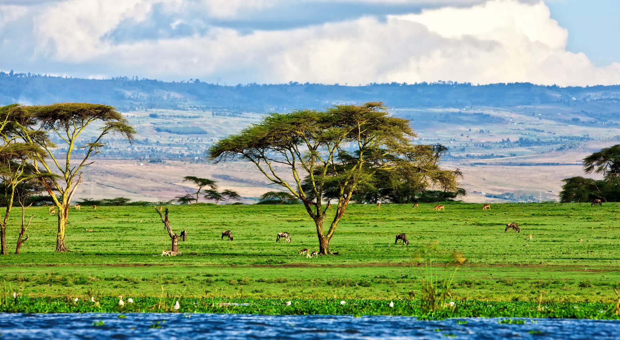تجربة سيرينجيتي في تنزانيا - My Tours Company