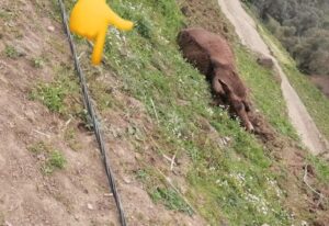 فضيحة.. أعمدة وخيوط كهربائية متساقطة مازالت تهددو تخطف أرواح المواطنين في أغلب جماعات إقليم شفشاون