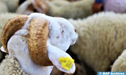 تسجيل طلبات استيراد الأغنام إلى غاية 5 أبريل (المكتب المهني للحبوب والقطاني)