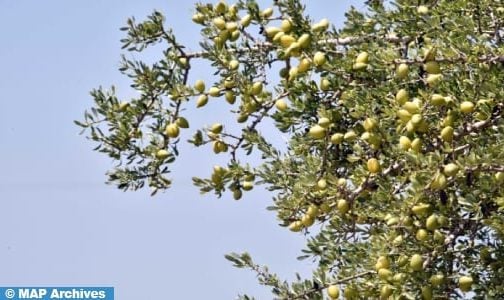 الصويرة.. انعقاد الدورة السابعة للمؤتمر الدولي للأركان