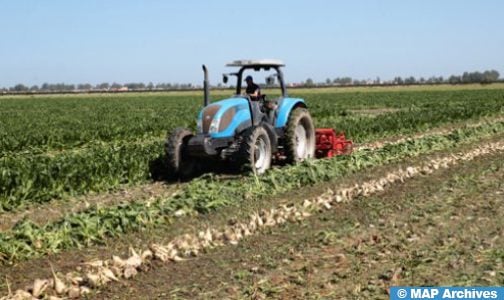 انطلاق موسم قلع الشمندر السكري بمنطقة الغرب من إقليم سيدي قاسم
