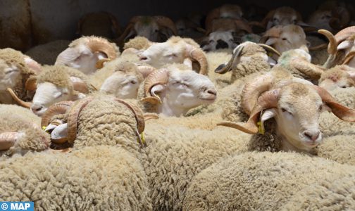 عيد الأضحى.. سلالة الخروف “الأصفر” الأكثر طلبا بإقليم خريبكة