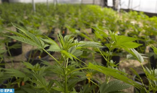الاستعمالات المشروعة للقنب الهندي.. المغرب يتوفر على تشريع مبتكر وفريد من نوعه