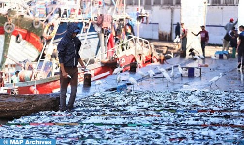 ميناء الداخلة.. ارتفاع مفرغات الصيد الساحلي والتقليدي بـ 20 بالمائة عند متم يوليوز الماضي