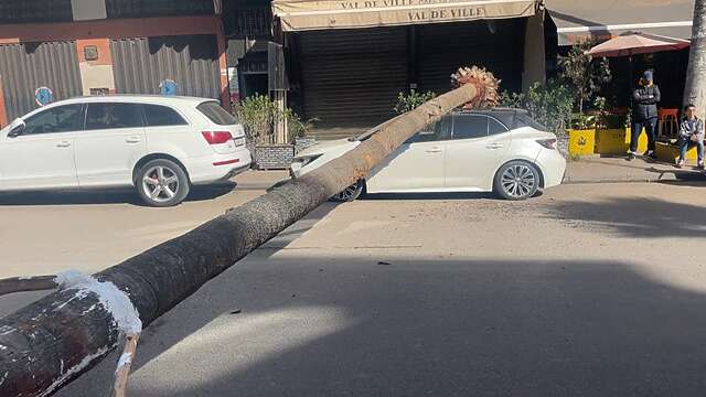 البيضاء.. سقوط شجرة يتسبب في خسائر مادية بالشارع العام (صور)