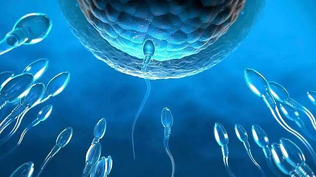صورة توضح إخصاب الحيوانات المنوية للبويضة.