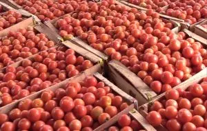 "Made In Morocco".. مسيرة خضراء تخترق الصحراء 32 "Made In Morocco".. مسيرة خضراء تخترق الصحراء