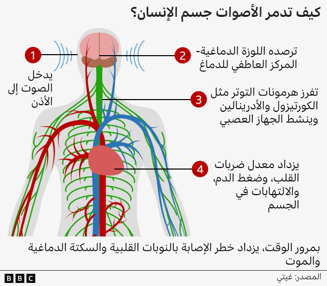 كيف تدمر الأصوات جسم الإنسان؟ يدخل الصوت إلى الأذن ثم ترصده اللوزة الدماغية- المركز العاطفي للدماغ ثم تفرز هرمونات التوتر مثل الكورتيزول والأدرينالين وينشط الجهاز العصبي ثم يزداد معدل ضربات القلب، وضغط الدم، والالتهابات في الجسم... وبمرور الوقت، يزداد خطر الإصابة بالنوبات القلبية والسكتة الدماغية والموت