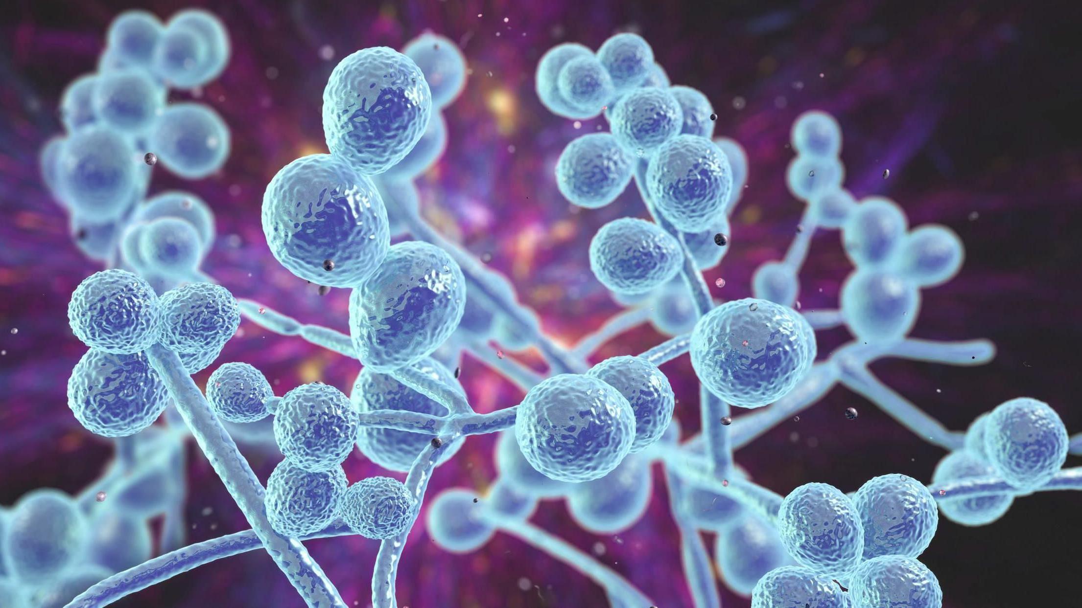 فطريات المبيضات التي عُثر عليها في مستحضرات التجميل