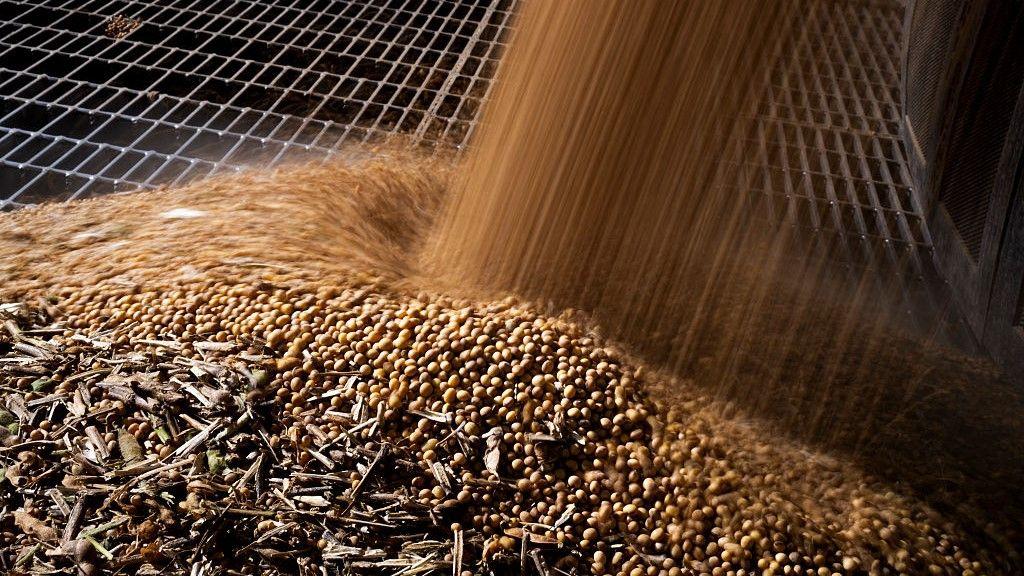 تتدفق حبوب فول الصويا عبر شبكة معدنية أثناء تفريغها.