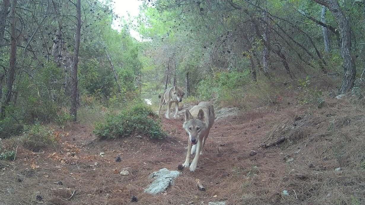 ذئبان رماديان في ممر حرجي بين أشجار الصنوبر